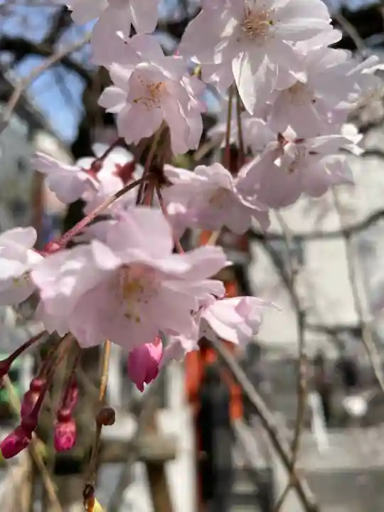善國寺(東京都)