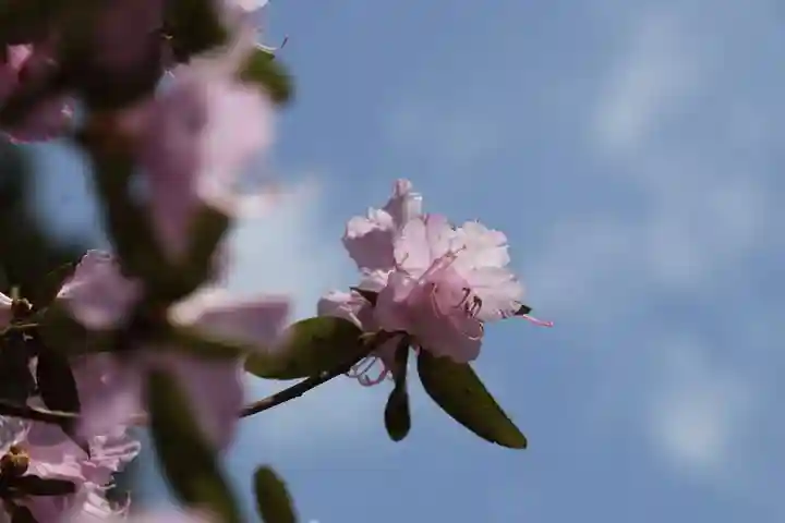 土津神社|こどもと出世の神さまの自然