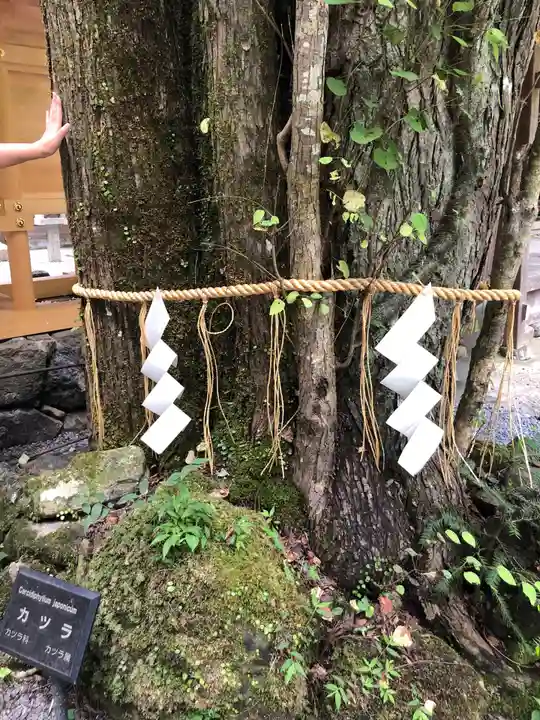 貴船神社奥宮の自然
