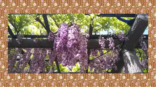 浅草神社の自然