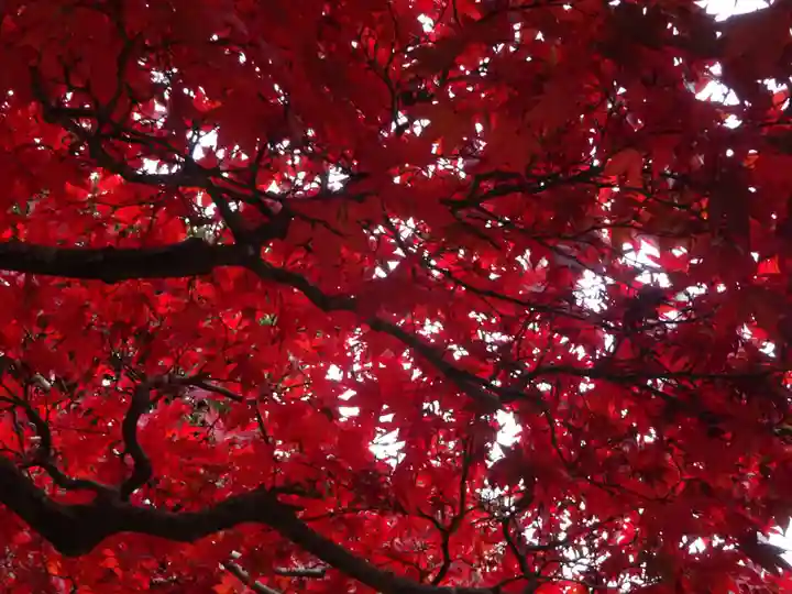 根之元神社の自然