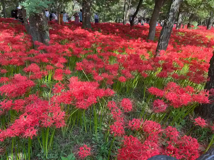 高麗神社(埼玉県)