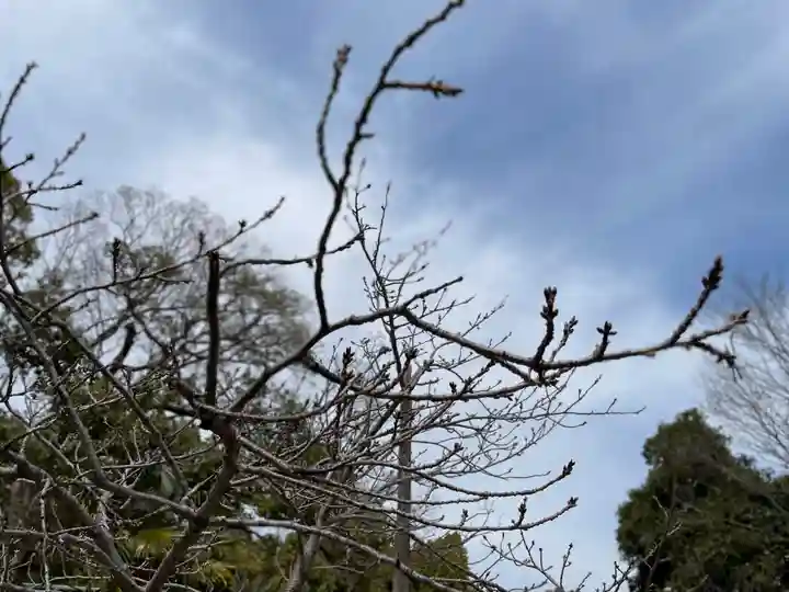 大依羅神社の自然
