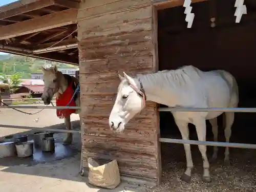 小室浅間神社の動物
