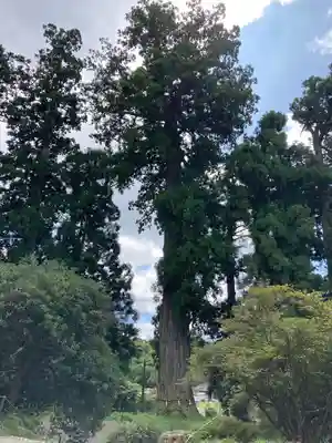 村山浅間神社の自然