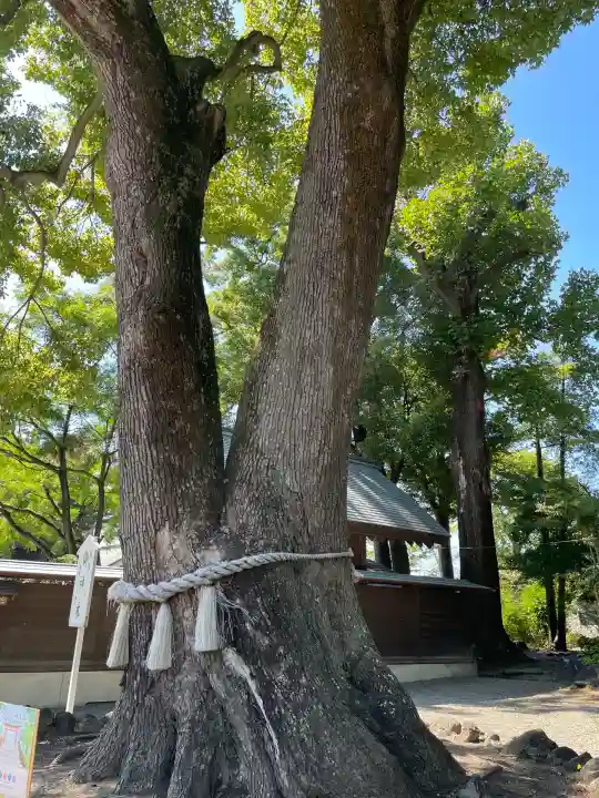 玉村八幡宮(群馬県)