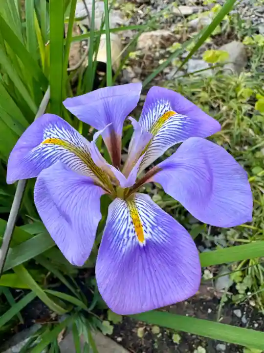 本妙寺(京都府)