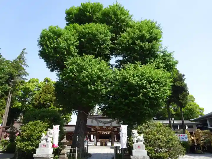 亀ケ池八幡宮の自然