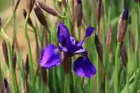 高司神社〜むすびの神の鎮まる社〜の庭園