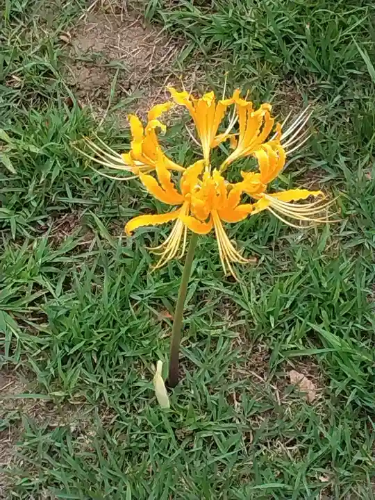 横浜 西方寺の自然