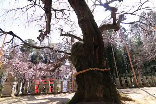 小川諏訪神社の自然