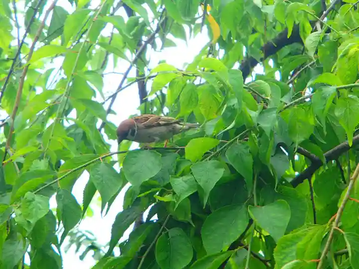 亀戸天神社の動物