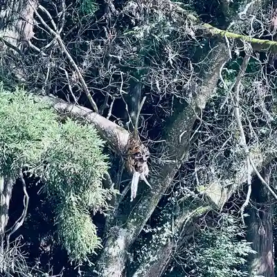 高岡神社(岡山県)