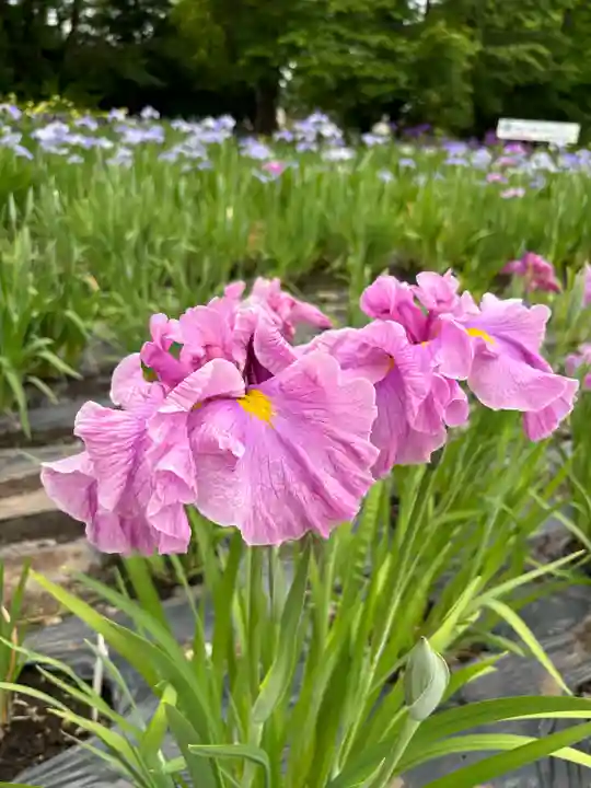 伊佐須美神社(福島県)