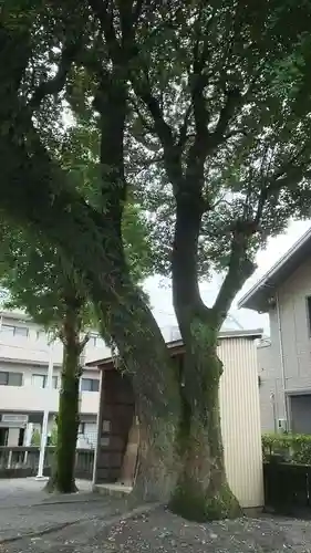 津島神社の自然