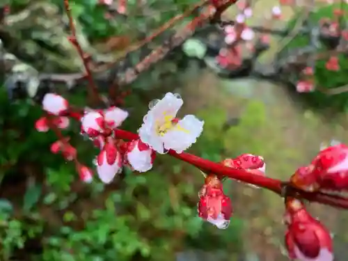滑川神社 - 仕事と子どもの守り神の自然
