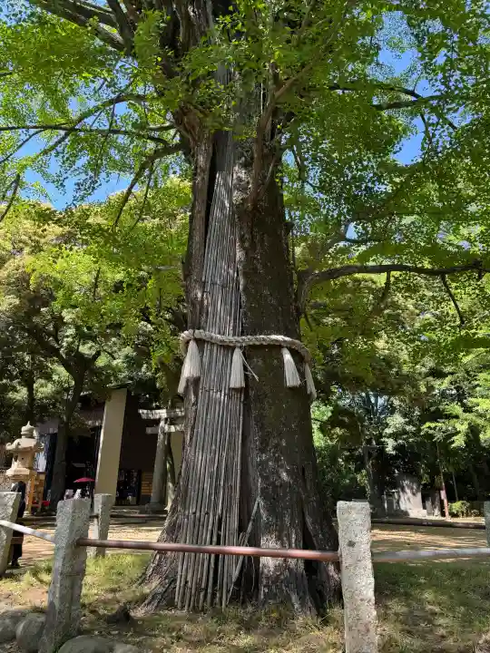赤坂氷川神社の{uncategorized: "未分類", other: "その他", undefined: "問題あり", building: "その他建物", grave: "お墓", sacred_gate: "鳥居", guardian: "狛犬", statue: "像", buddha: "仏像", history: "歴史", nature: "自然", garden: "庭園", animal: "動物", pagoda: "塔", temizu: "手水舎", mountain_gate: "山門・神門", sanctuary: "本殿・本堂", subordinate: "末社・摂社", art: "芸術", scenery: "景色", jizo: "地蔵", ema: "絵馬", goshuin: "御朱印", omikuji: "おみくじ", items: "授与品その他", amulet: "お守り", goshuincho: "御朱印帳", eats: "食事", festival: "お祭り", votive_dance: "神楽", shichigosan: "七五三参", wedding: "結婚式", experience: "体験その他", initially: "初詣", around: "周辺", anti_infection: "感染症対策"}