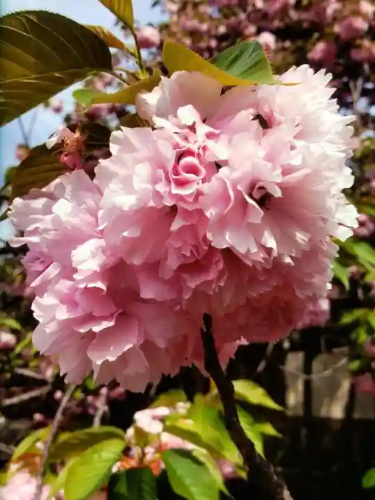 境妙寺(東京都)