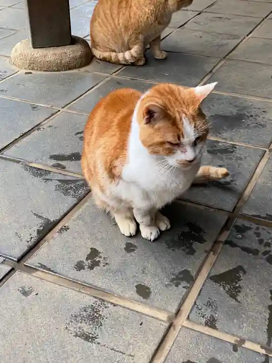 江島神社の動物