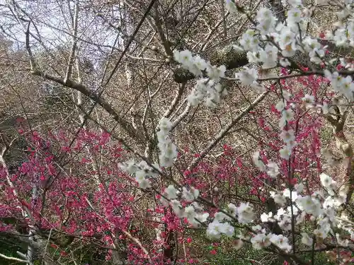 御霊神社の自然