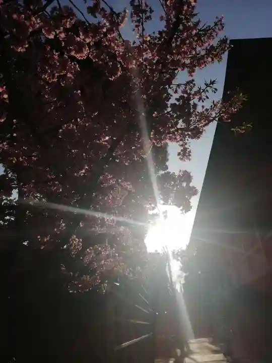 櫛田神社の自然