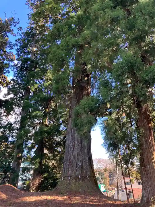 村山浅間神社(静岡県)