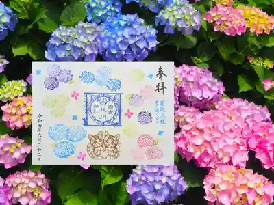 月替り御朱印 6月
夏越大祓と紫陽花を合わせた見開きの御朱印