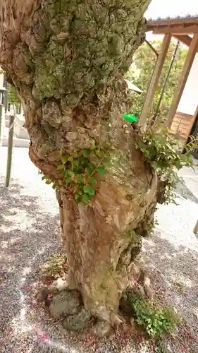 明鏡山龍雲寺の自然