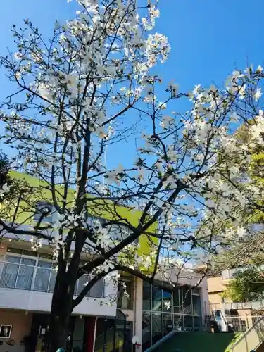 桜神宮の自然