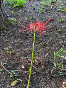 伏木香取神社(茨城県)(2024年09月17日(火) 07時10分26秒投稿)