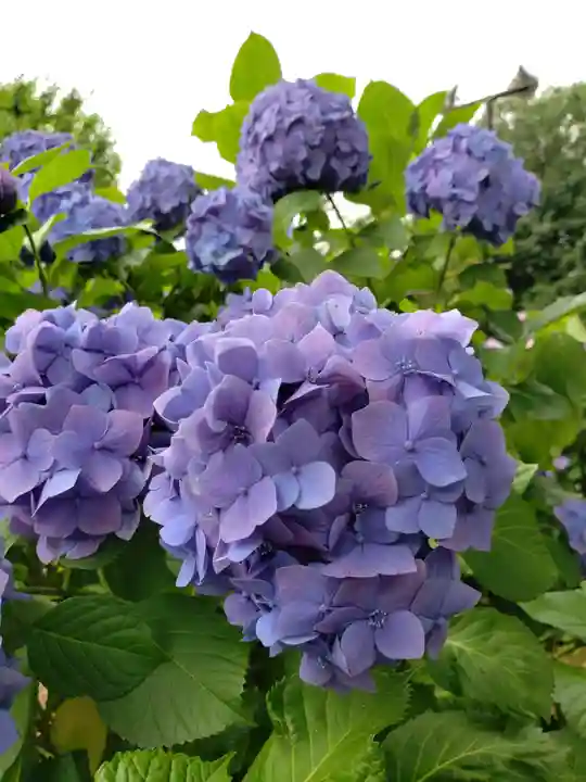 妙法寺(東京都)