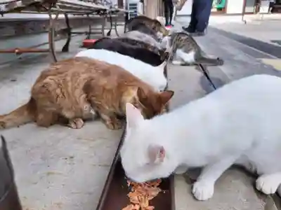 御誕生寺（猫寺）(福井県)