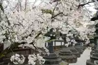 上野東照宮の自然