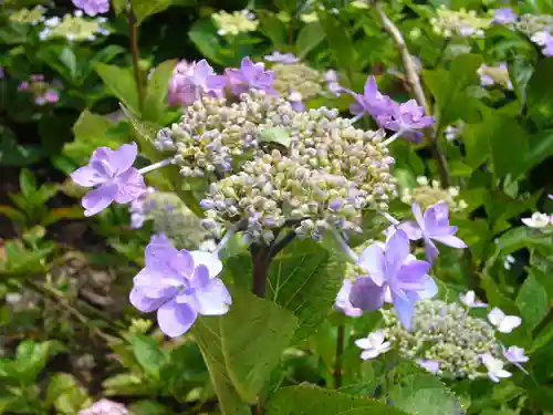 二本松寺の自然
