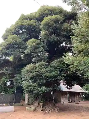 大宮大神社(千葉県)