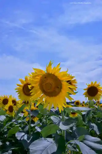 座間神社(神奈川県)