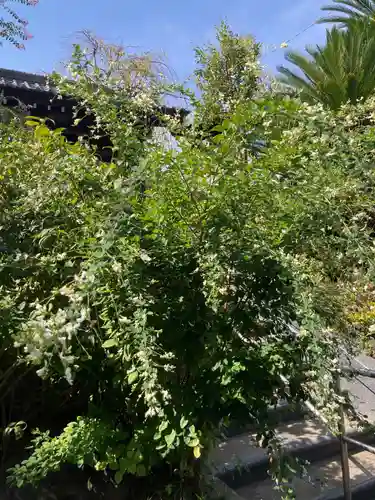 光照寺(神奈川県)