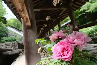 長谷寺(奈良県)