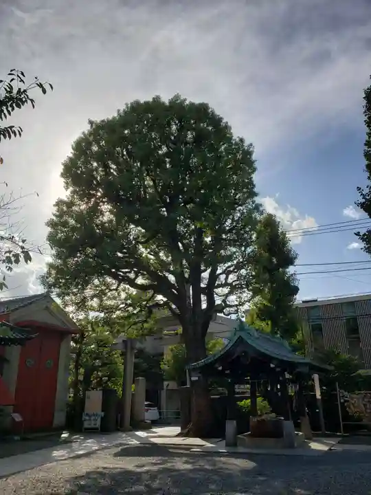 麻布氷川神社の自然