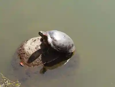 大瀬神社(静岡県)
