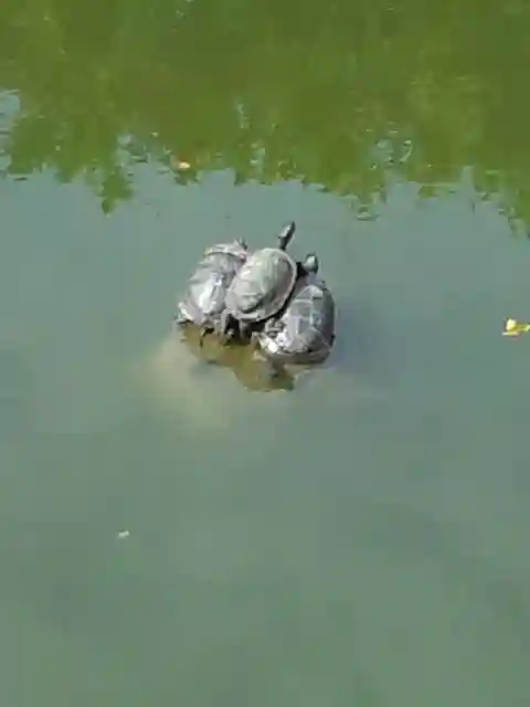 亀戸天神社の動物