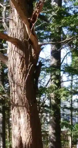 十勝護国神社の自然