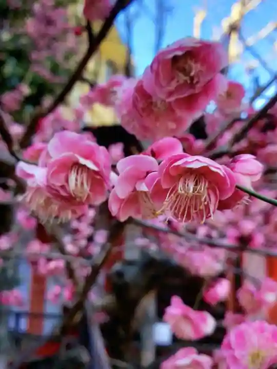 桜神宮(東京都)