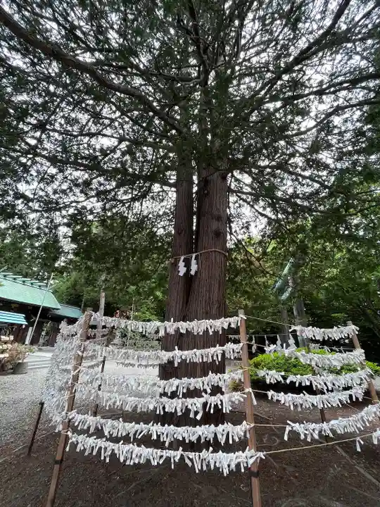 琴似神社(北海道)