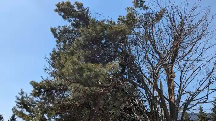 澄丘神社の自然