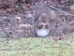 金剛院の動物