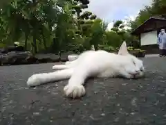 御誕生寺（猫寺）の動物