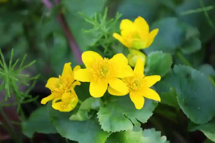 真照寺(福島県)