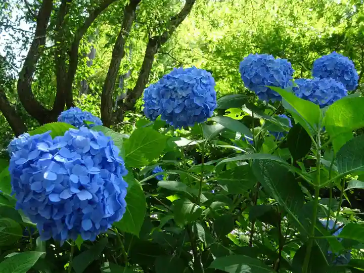 明月院(神奈川県)