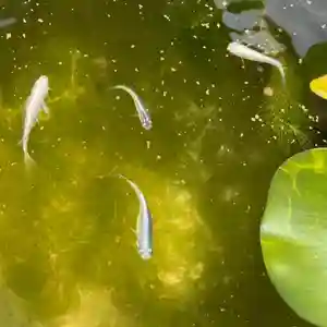 伊勢の国 四天王寺(三重県)(2022年07月28日(木) 16時42分21秒投稿)